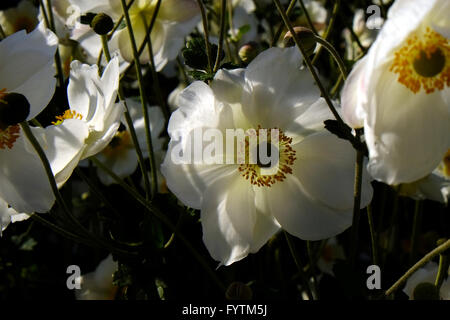 Fall anemones, Japanese anemones Stock Photo