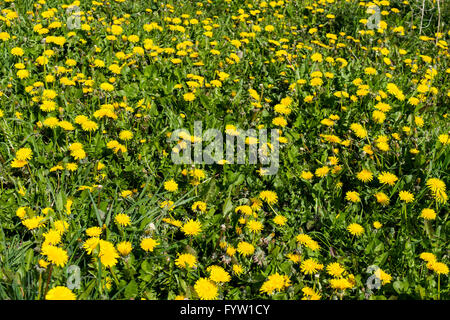 Common Dandelions (Taraxacum officinale) in flower growing in a lawn Stock Photo