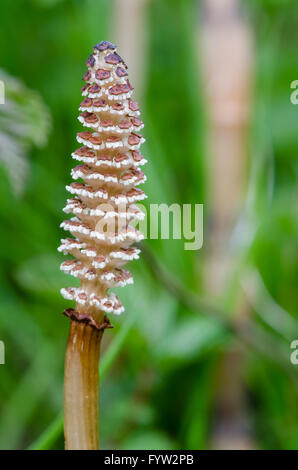 Field horsetail (Equisetum arvense) fertile stem close-up. Detail of the reproductive structure of plant in family Equisetaceae Stock Photo