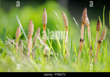 Field horsetail (Equisetum arvense). Fertile stems on this plant in the family Equisetaceae, growing amongst grass in the UK Stock Photo