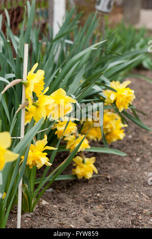 Daffodils yellow flowering plants, growing spring flowers in private back yard, blooming narcissus in April early spring season Stock Photo