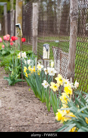 Anti moles noise making tin can on metal stick wire vibrating on the wind, clever trick repelling moles pests from the garden. Stock Photo