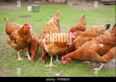 Hens flock eating noodles, Rhode Island Red hens with brown plumage, birds eating in private backyard, calm domestic fowl. Stock Photo