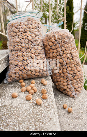 Bags filled with walnuts on steps, two large net plastic mesh bags lying on stairs in front of the house after harvesting. Stock Photo