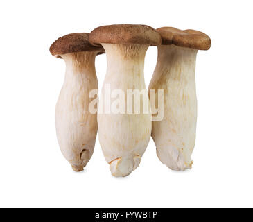 King Oyster mushrooms isolated on white background Stock Photo