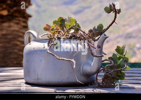 Strange Unusual Plant Pot Stock Photo