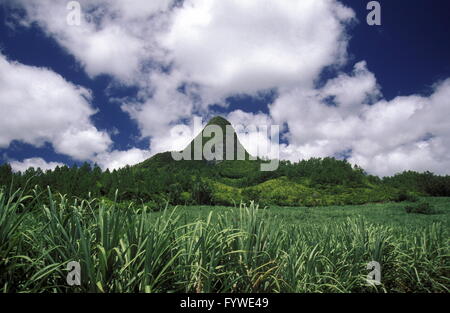 INDIAN OCEAN MAURITIUS SUGAR CANE PLANATION Stock Photo