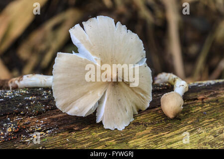 fresh termite mushroom on timber in tropical forest Stock Photo