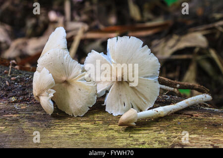 fresh termite mushroom on timber in tropical forest Stock Photo