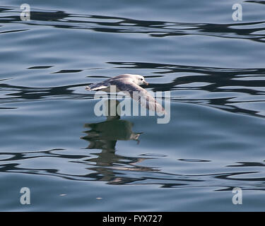 August 3, 2015 - A Northern Fulmar (Fulmarus glacialis) soars over the north Atlantic Ocean in the Westman archipelago (Vestmannaeyjar), off the south coast of Iceland, near Heimaey island. Dependent on its fishing industry, but noted for bird watching, tourism has become a growing sector of the economy with Iceland becoming a favorite tourist destination. © Arnold Drapkin/ZUMA Wire/Alamy Live News Stock Photo