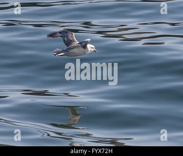 August 3, 2015 - A Northern Fulmar (Fulmarus glacialis) soars over the north Atlantic Ocean in the Westman archipelago (Vestmannaeyjar), off the south coast of Iceland, near Heimaey island. Dependent on its fishing industry, but noted for bird watching, tourism has become a growing sector of the economy with Iceland becoming a favorite tourist destination. © Arnold Drapkin/ZUMA Wire/Alamy Live News Stock Photo