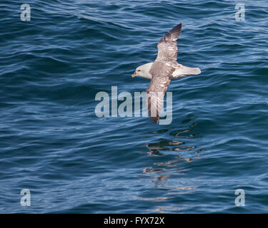 August 3, 2015 - A Northern Fulmar (Fulmarus glacialis) soars over the north Atlantic Ocean in the Westman archipelago (Vestmannaeyjar), off the south coast of Iceland, near Heimaey island. Dependent on its fishing industry, but noted for bird watching, tourism has become a growing sector of the economy with Iceland becoming a favorite tourist destination. © Arnold Drapkin/ZUMA Wire/Alamy Live News Stock Photo