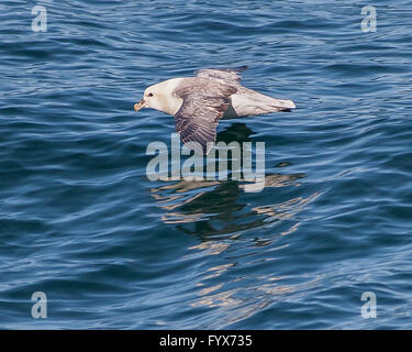 August 3, 2015 - A Northern Fulmar (Fulmarus glacialis) soars over the north Atlantic Ocean in the Westman archipelago (Vestmannaeyjar), off the south coast of Iceland, near Heimaey island. Dependent on its fishing industry, but noted for bird watching, tourism has become a growing sector of the economy with Iceland becoming a favorite tourist destination. © Arnold Drapkin/ZUMA Wire/Alamy Live News Stock Photo