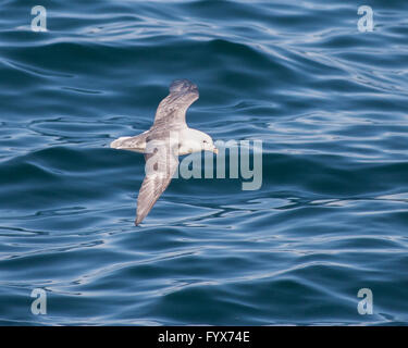 August 3, 2015 - A Northern Fulmar (Fulmarus glacialis) soars over the north Atlantic Ocean in the Westman archipelago (Vestmannaeyjar), off the south coast of Iceland, near Heimaey island. Dependent on its fishing industry, but noted for bird watching, tourism has become a growing sector of the economy with Iceland becoming a favorite tourist destination. © Arnold Drapkin/ZUMA Wire/Alamy Live News Stock Photo