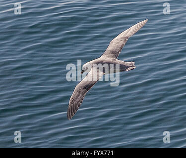 August 3, 2015 - A Northern Fulmar (Fulmarus glacialis) soars over the north Atlantic Ocean in the Westman archipelago (Vestmannaeyjar), off the south coast of Iceland, near Heimaey island. Dependent on its fishing industry, but noted for bird watching, tourism has become a growing sector of the economy with Iceland becoming a favorite tourist destination. © Arnold Drapkin/ZUMA Wire/Alamy Live News Stock Photo