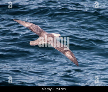 August 3, 2015 - A Northern Fulmar (Fulmarus glacialis) soars over the north Atlantic Ocean in the Westman archipelago (Vestmannaeyjar), off the south coast of Iceland, near Heimaey island. Dependent on its fishing industry, but noted for bird watching, tourism has become a growing sector of the economy with Iceland becoming a favorite tourist destination. © Arnold Drapkin/ZUMA Wire/Alamy Live News Stock Photo