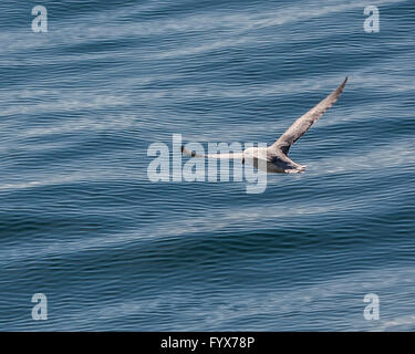 August 3, 2015 - A Northern Fulmar (Fulmarus glacialis) soars over the north Atlantic Ocean in the Westman archipelago (Vestmannaeyjar), off the south coast of Iceland, near Heimaey island. Dependent on its fishing industry, but noted for bird watching, tourism has become a growing sector of the economy with Iceland becoming a favorite tourist destination. © Arnold Drapkin/ZUMA Wire/Alamy Live News Stock Photo