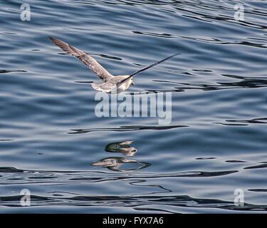 August 3, 2015 - A Northern Fulmar (Fulmarus glacialis) soars over the north Atlantic Ocean in the Westman archipelago (Vestmannaeyjar), off the south coast of Iceland, near Heimaey island. Dependent on its fishing industry, but noted for bird watching, tourism has become a growing sector of the economy with Iceland becoming a favorite tourist destination. © Arnold Drapkin/ZUMA Wire/Alamy Live News Stock Photo