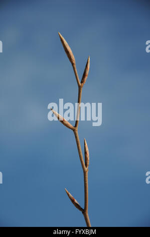 Fagus sylvatica, Beech Stock Photo