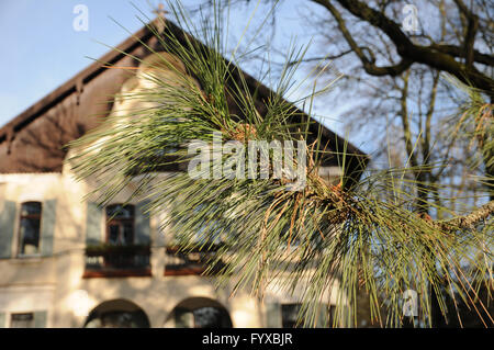Pinus ponderosa, Ponderosa pine Stock Photo