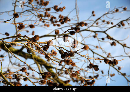 Fagus sylvatica, Beech Stock Photo