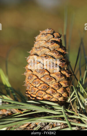 Pinus ponderosa, Ponderosa pine Stock Photo