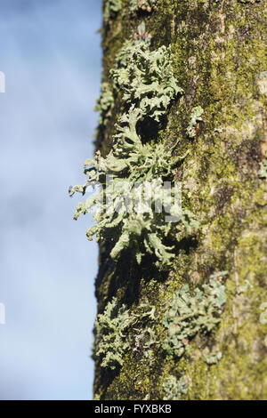 Evernia prunastri, Oakmoss Stock Photo