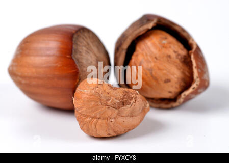 Hazelnuts, cracked Stock Photo