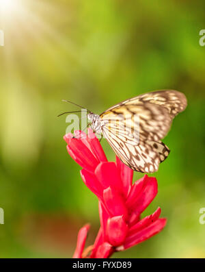 Closeup macro photo of butterfly Large Tree Nymph (Idea leuconoe) on flower blossom, low depth of focus Stock Photo