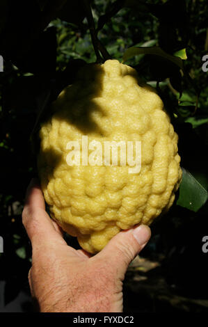 Citrus medica Etrog, Citron Stock Photo