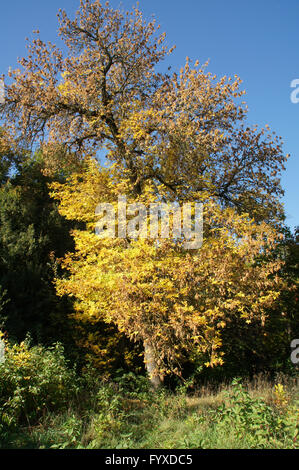 Acer negundo, Ash-leaf maple Stock Photo