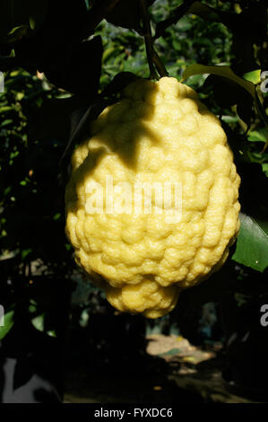 Citrus medica Etrog, Citron Stock Photo