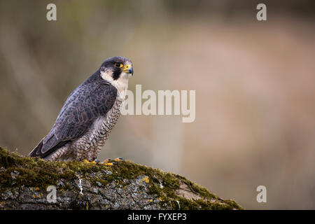 A Peregrine Falcon Stock Photo