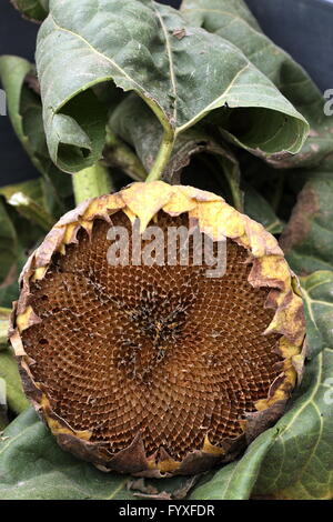 Close up image of empty sunflower seed crown Stock Photo