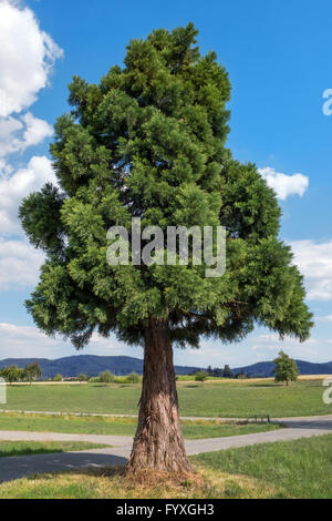 Young sequoia Stock Photo
