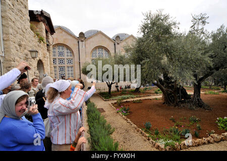 Pilgrims, visitors, olive trees, garden, Gethsemane, Herusalem, Israel Stock Photo