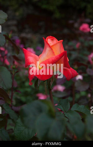 Rose,  Rose OCTOBERFEST, grandiflora Stock Photo