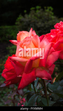 Rose,Rose OCTOBERFEST, grandiflora,orange yellow Stock Photo