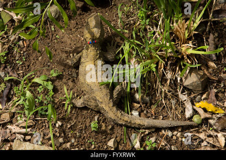 Tuatara is a reptile endemic to New Zealand. Resembling common lizards the Tuatara is the only surviver of another animal order. Stock Photo