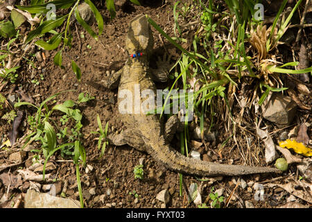 Tuatara is a reptile endemic to New Zealand. Resembling common lizards the Tuatara is the only surviver of another animal order. Stock Photo