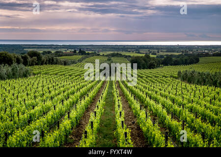 Bolgheri in in the italian region of Tuscany, it is well known in the entire word for the production of excellent wines Stock Photo