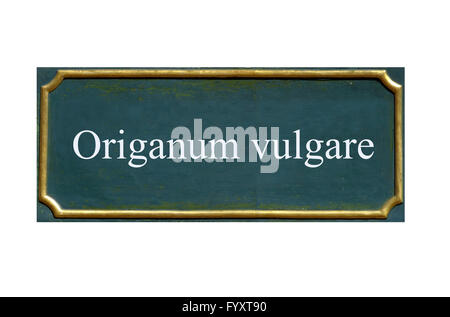 shield origanum vulgare Stock Photo