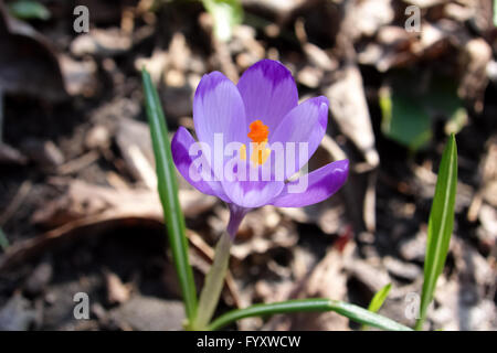 Blooming violet flower of crocus and green leaf in Ukrainian garden. Stock Photo