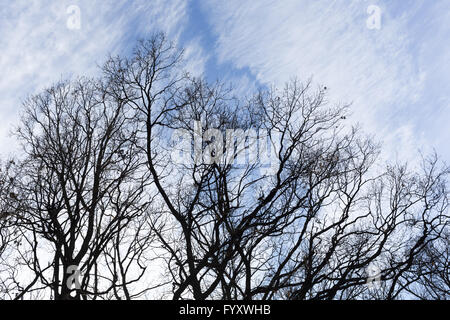 Tree branches blue sky silhouette Stock Photo