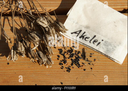 Aquilegia vulgaris, Columbine, seeds Stock Photo
