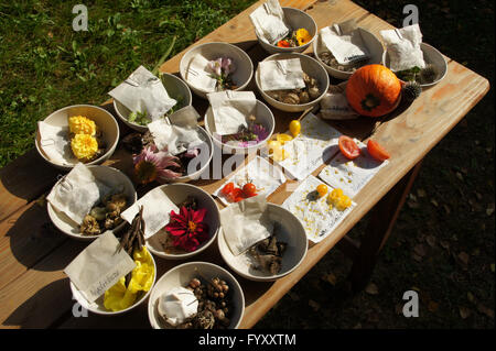 seeds of vegetable and flowers Stock Photo