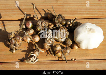 Allium sativum, Garlic, bulbs Stock Photo