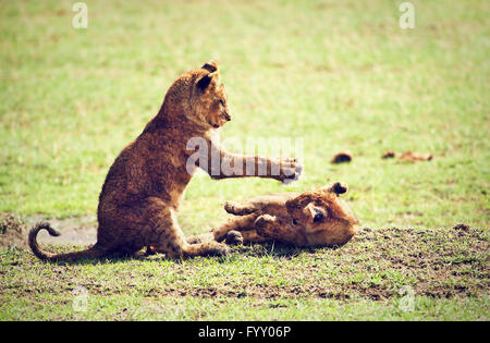 Small lion cubs playing. Tanzania, Africa Stock Photo