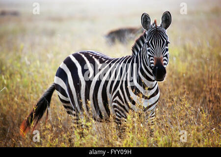 Zebra portrait on African savanna. Stock Photo