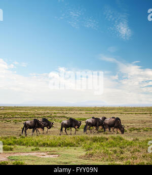 Wildebeest, Gnu on African savanna Stock Photo